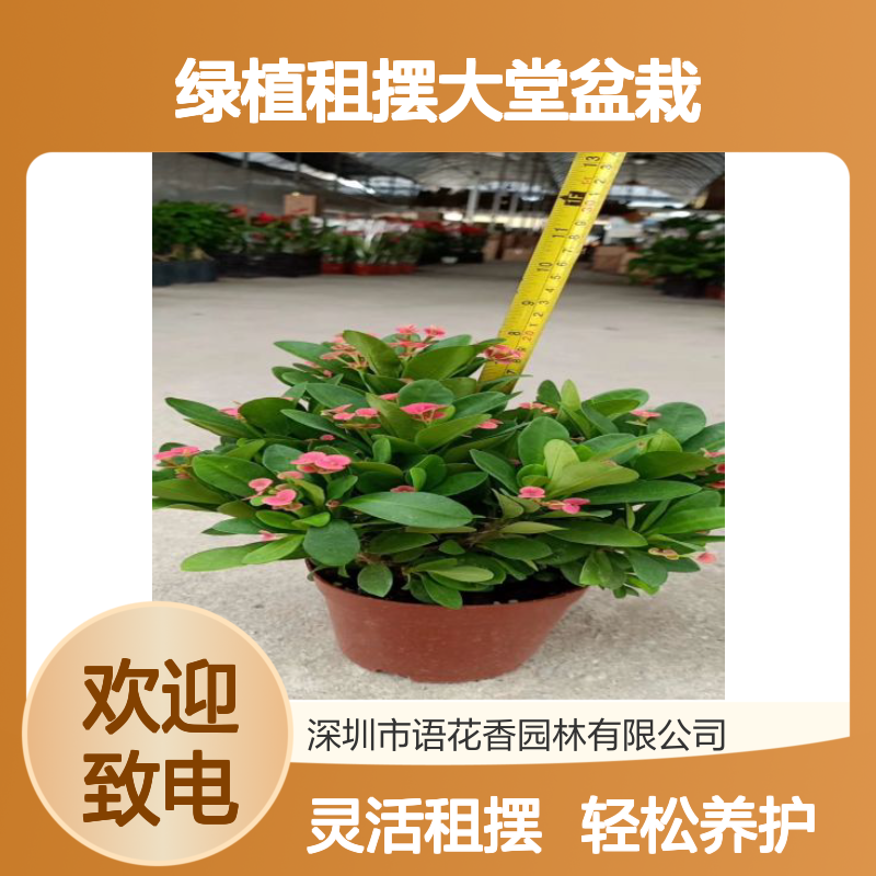 绿植租摆大堂盆栽出租 水培红掌 绿化养护 语花香园林