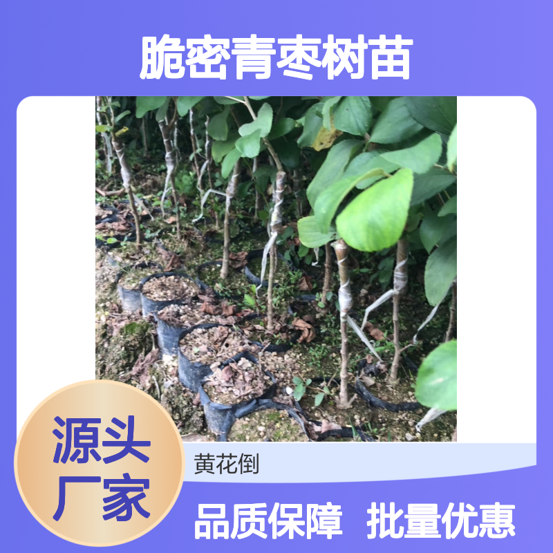 脆密青枣树苗 热带水果种植优选 营养丰富 生长迅速