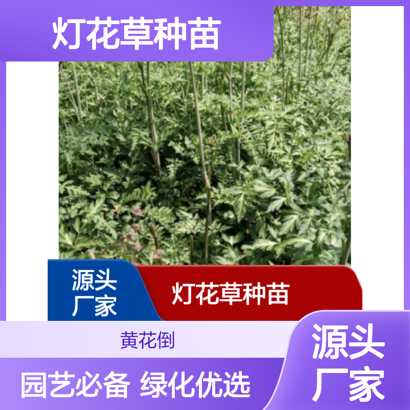 灯花草种苗 多年生根系发达 园林绿化优选 成活率高