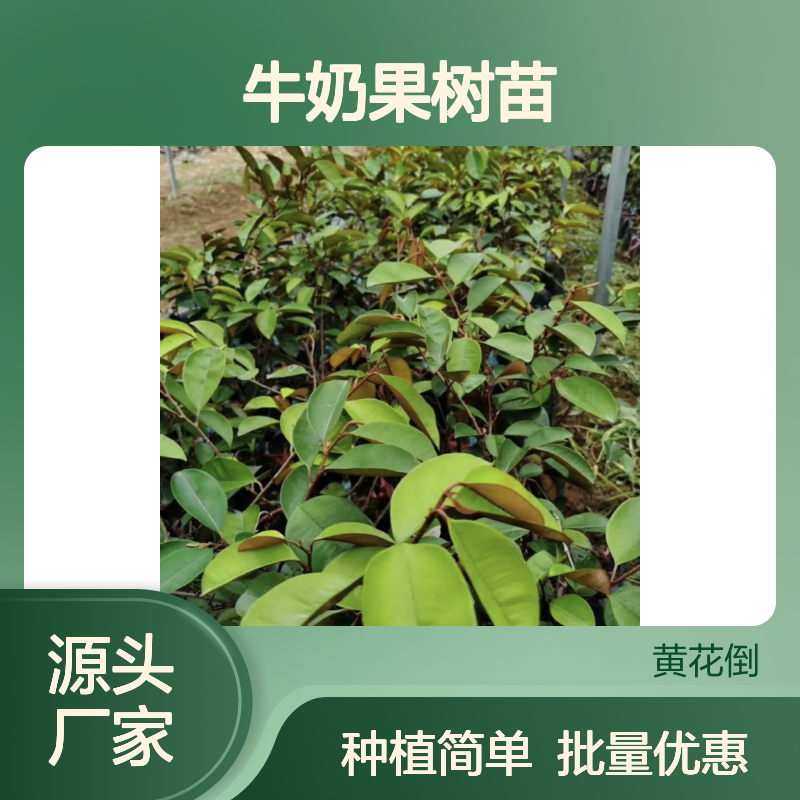 乔木牛奶果树苗 批发供应 园林优选 易于生长 四季可播