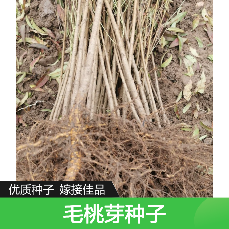 当年采收毛桃芽种子 嫁接果树优选 生长快速 实品质优