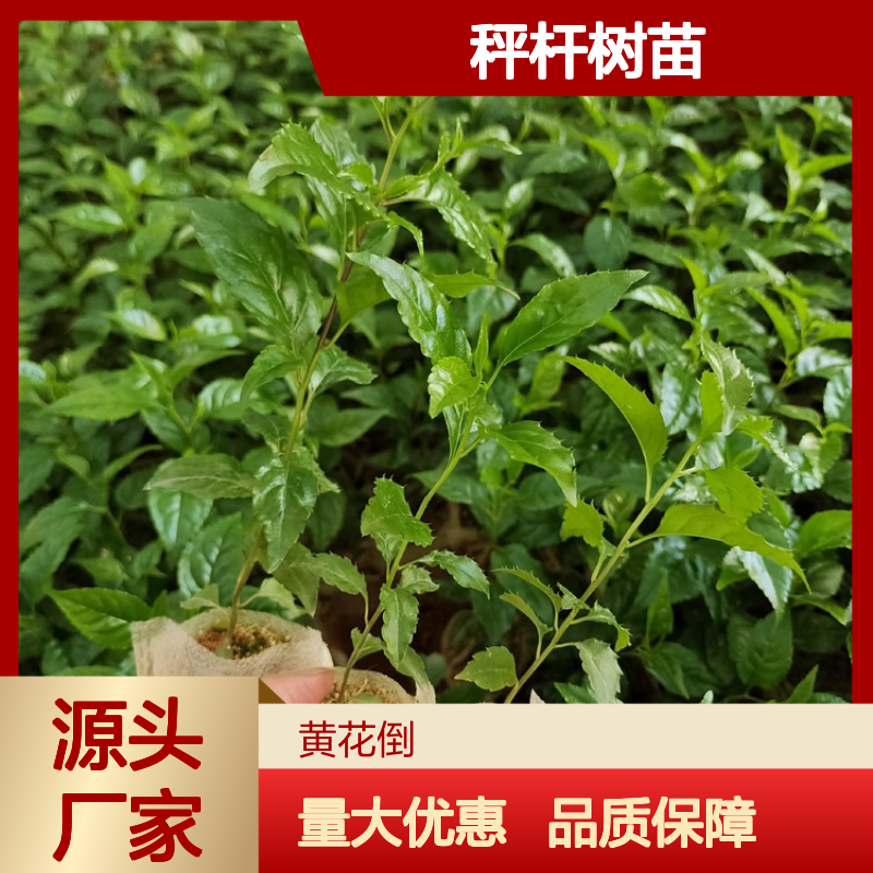 秤杆树苗 种植主产区直供 园林常绿灌木 批发优惠