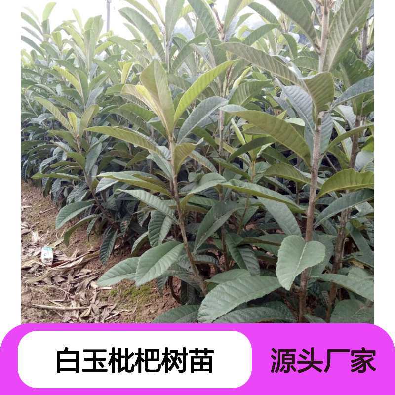 白玉枇杷树苗 批发供应 果园直供 品种优良 生长强健