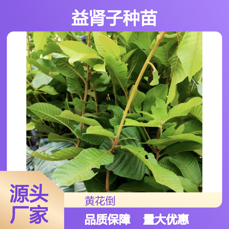 益肾子种苗 乔木植物 批发供应 嫁接优选 高产稳产
