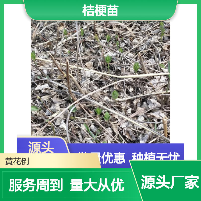 桔梗种植园 精选桔梗小苗 批量优惠 技术成熟 品质保证