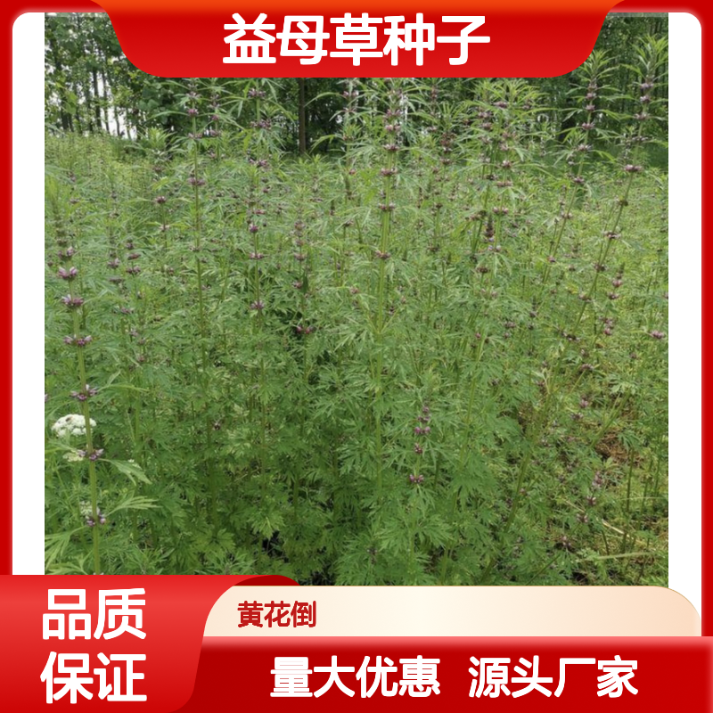 益母草种植区 优质种子供应 高发芽率 生长迅速