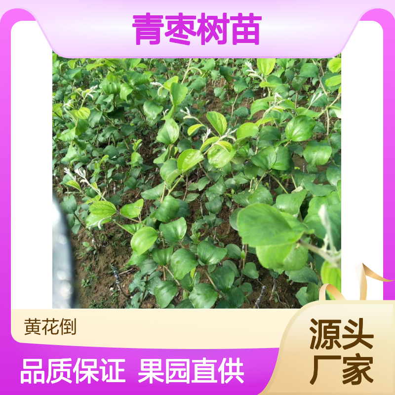 脆密大青枣树苗 基地直供 优质果树苗 营养丰富