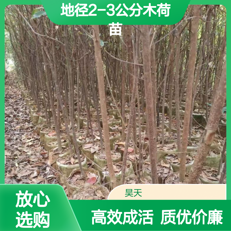 地径2-3公分木荷苗 无纺布大袋苗木 黑土田苗可带完整土球