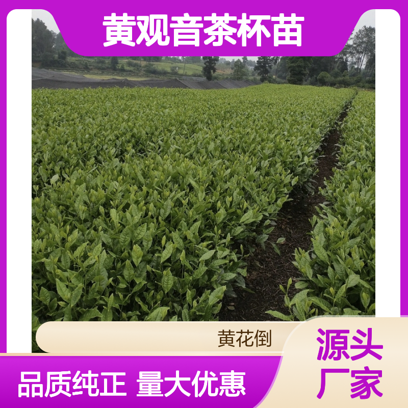 现起现发黄观音茶杯苗 基地直发包教种植管理技术品质纯正可票
