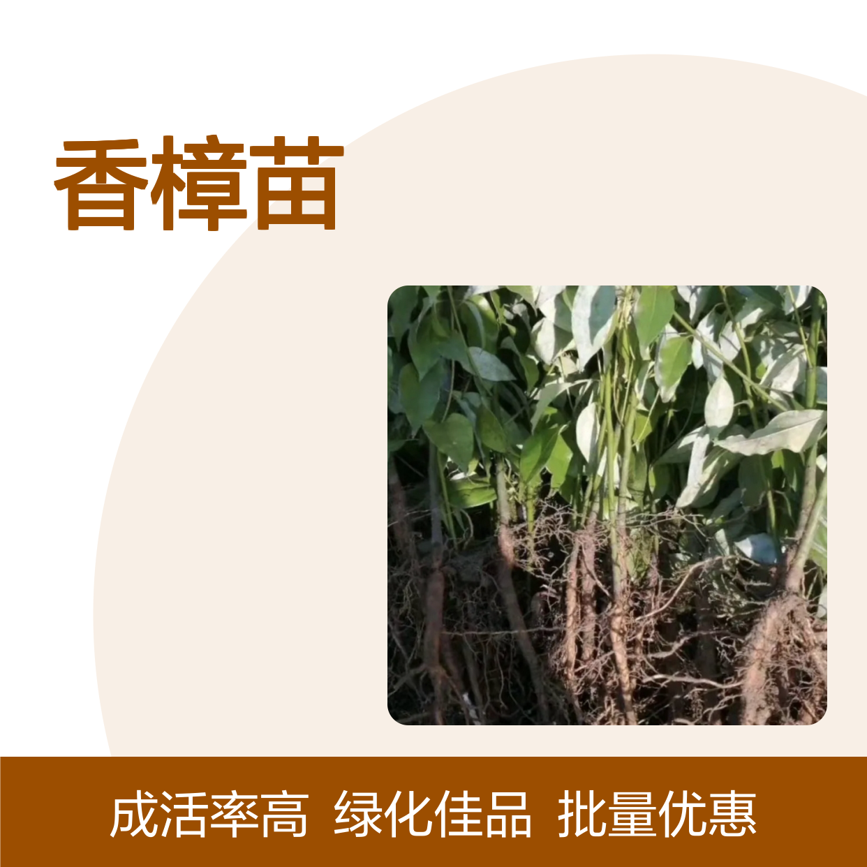 香樟苗基地直供 绿化优选 四季常绿 移栽成活高