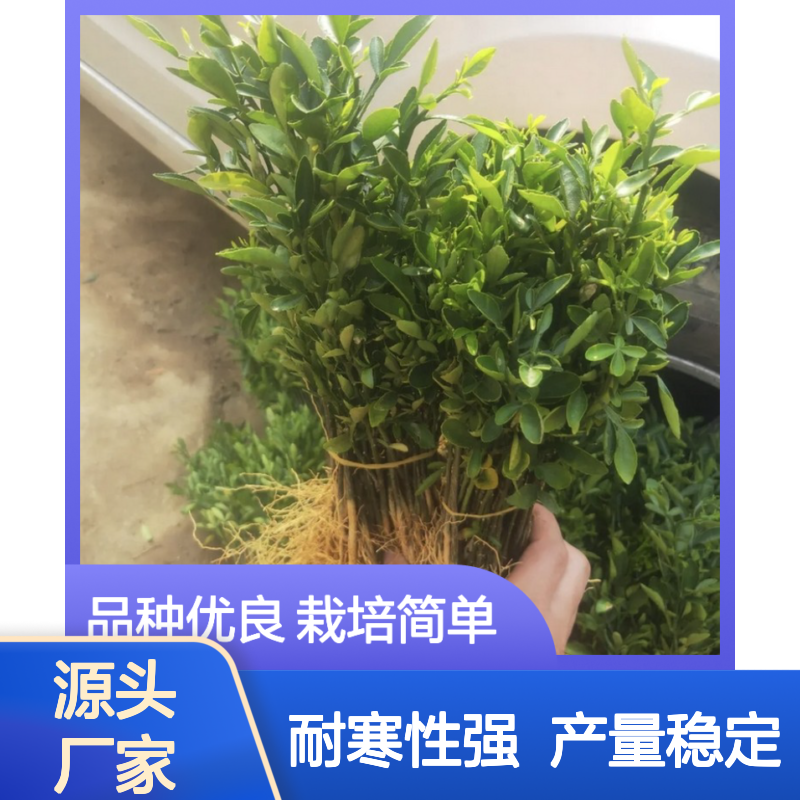 纯新枳橙种子 抗根腐病砧木品种 耐寒性强 产量稳定
