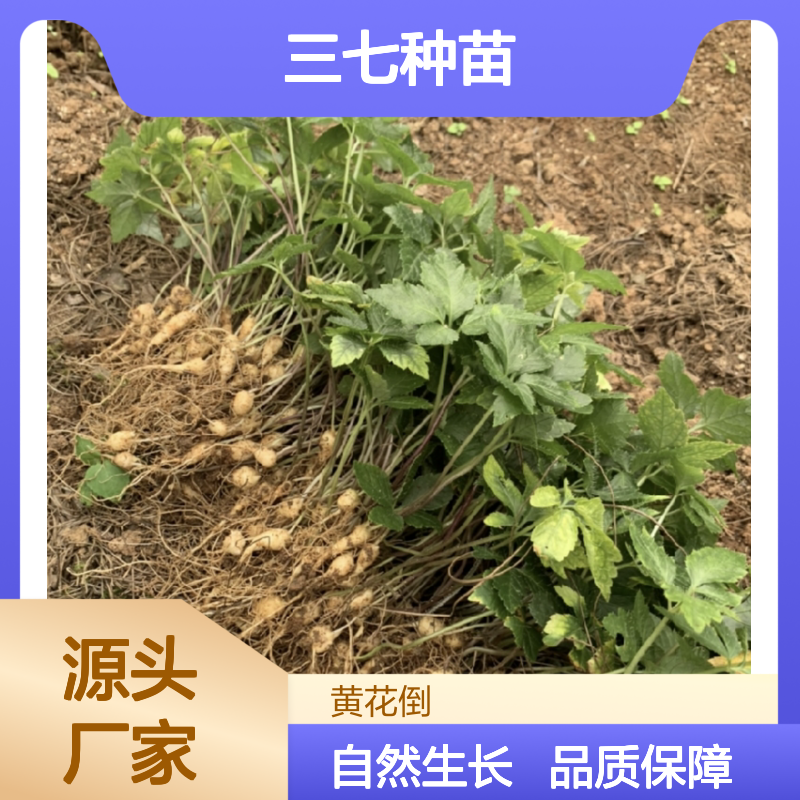 自然生长三七种苗 营养丰富 农家肥育 挑选严格