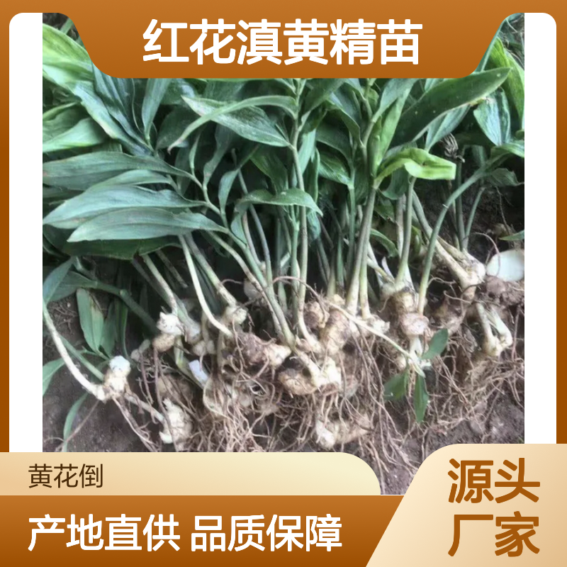 红花滇黄精苗 百亩种植主产区直供 生长旺盛 适应性强
