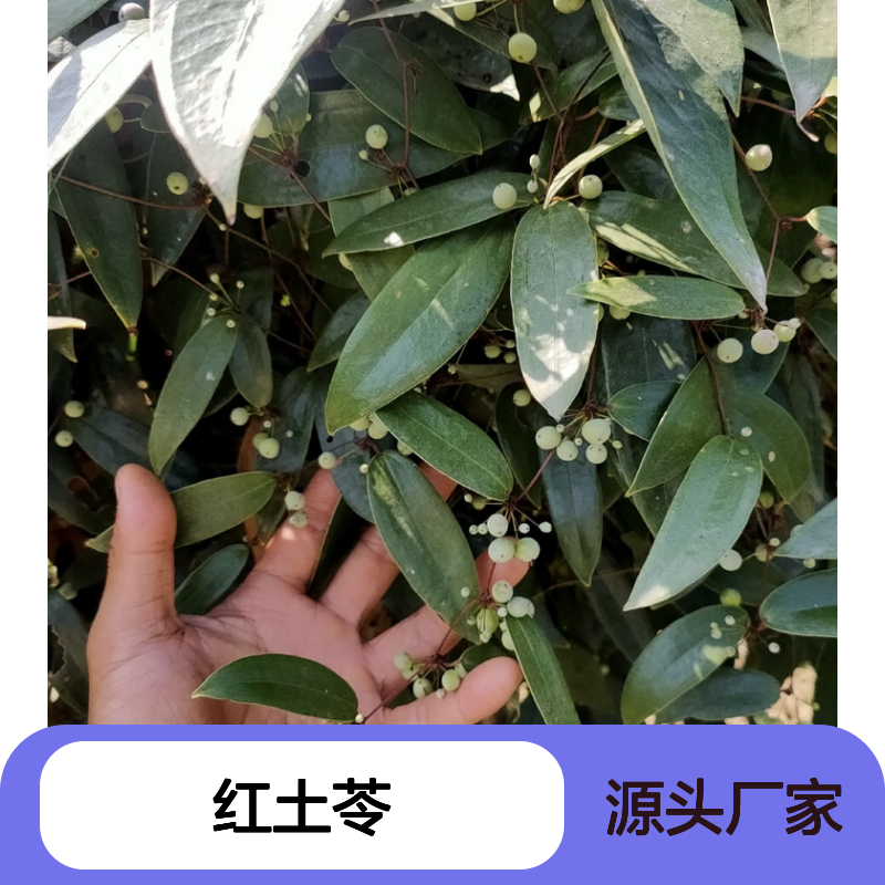 红土苓种苗 基地直供 批发零售 适应性强 易于栽培