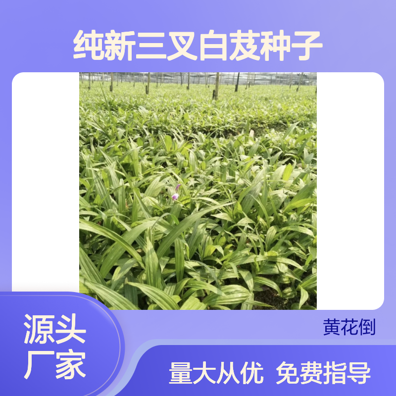 纯新三叉白芨种子 草本植物种植优选 技术指导