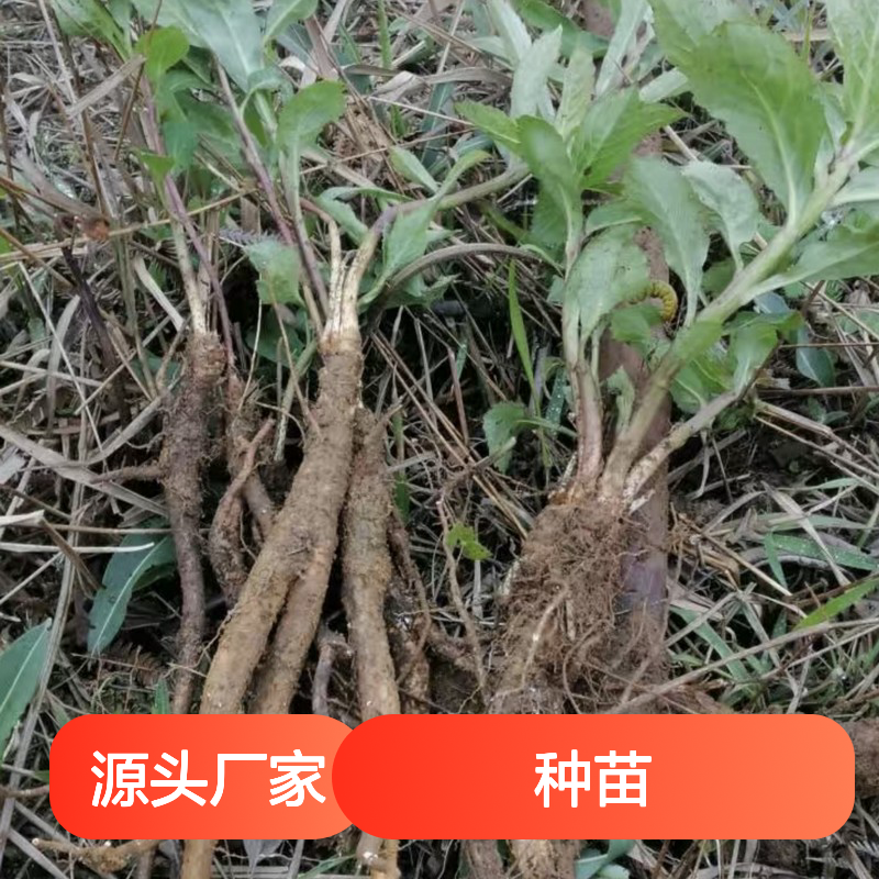 基地直供识美种苗 多年生根系发达成活高规格齐全