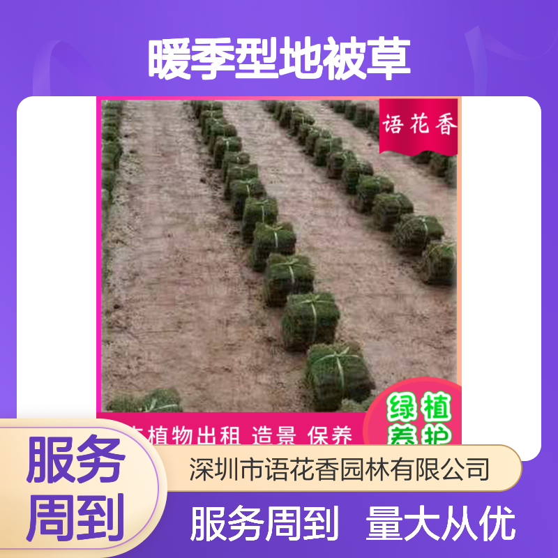 四季青草坪 暖季型地被草 耐寒耐旱性强 适用于公园小区绿化