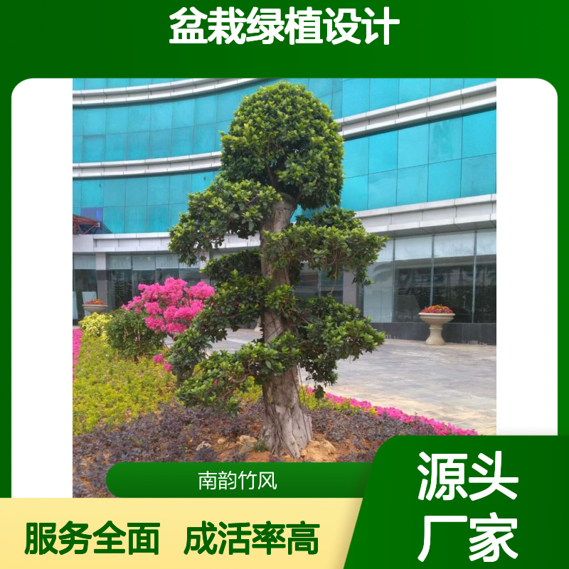 科技园花木租赁 盆栽绿植设计方案 服务全面 成活率高