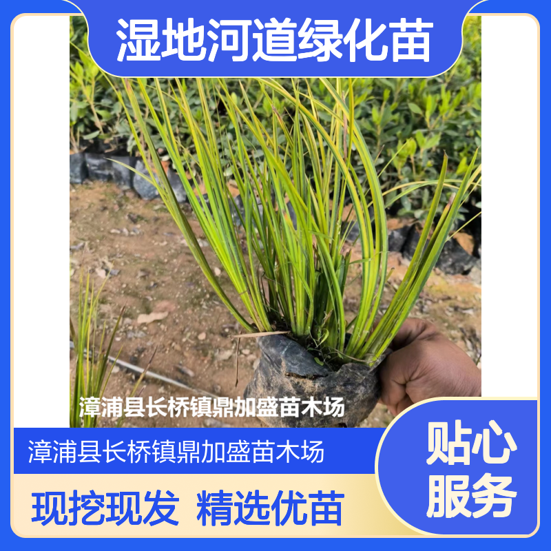鼎加盛金叶菖蒲30cm高杯苗 常绿龙枝型 湿地河道绿化苗 露地栽培