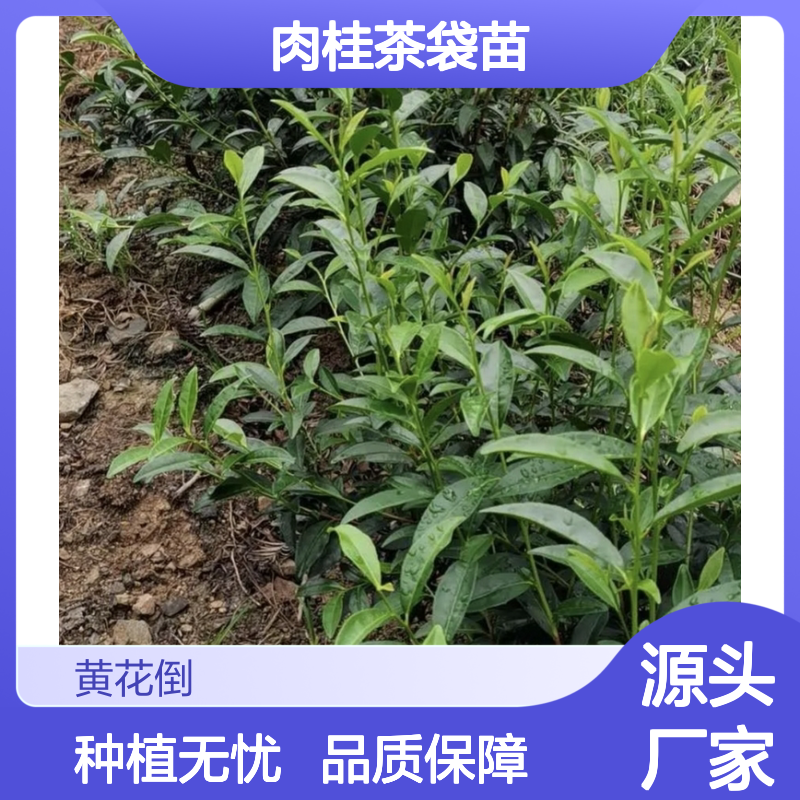 苗木合作社自营 肉桂茶袋苗 根系发达 品种齐全