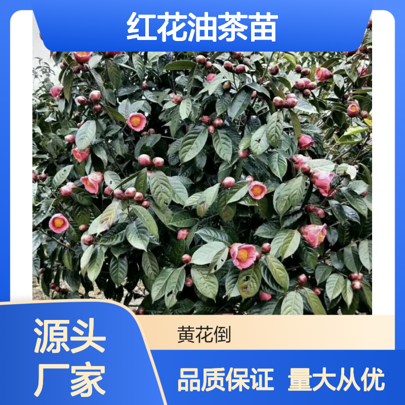 大果红花油茶苗 高产油茶品种 抗旱耐寒 适应性强