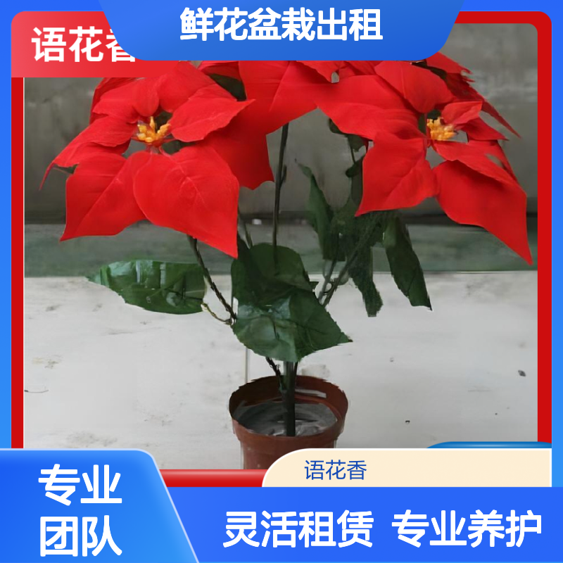 鲜花盆栽出租 省时省心省力 办公室绿植租摆设计施工