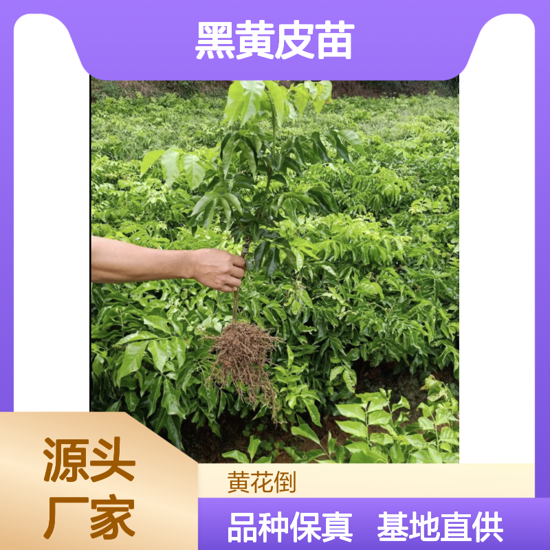 黑黄皮苗种植基地 直供优质果苗 味甜带酸 管理简便