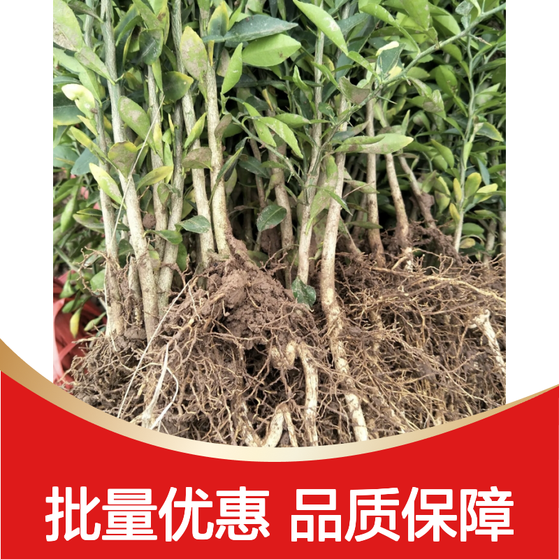 精选香橙苗 枳砧嫁接 耐寒抗病 高产优选 果实品质