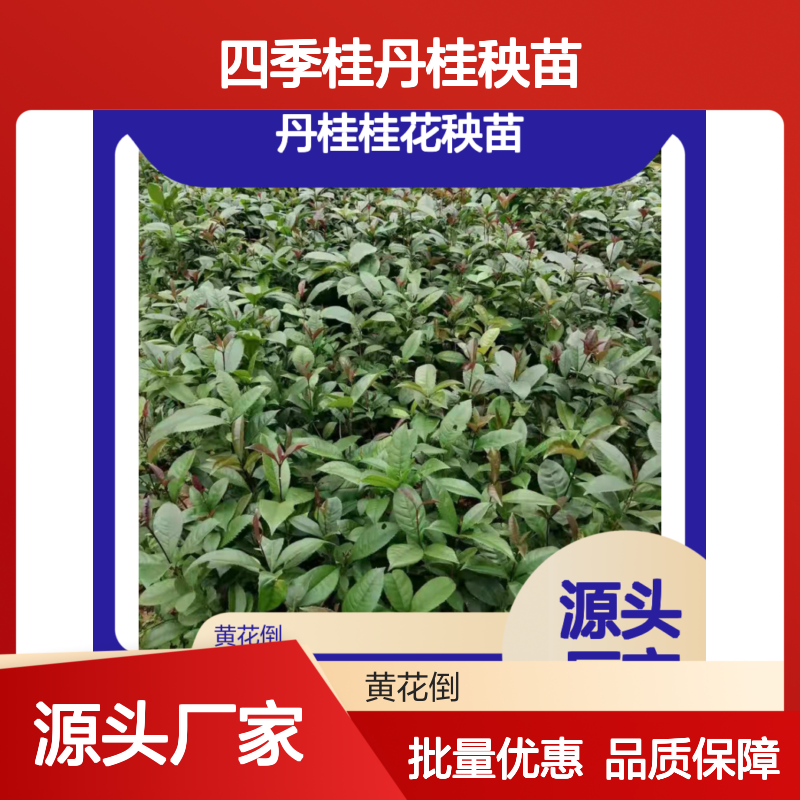 四季桂丹桂秧苗 批发种植 优选品种 基地直供 管理粗放