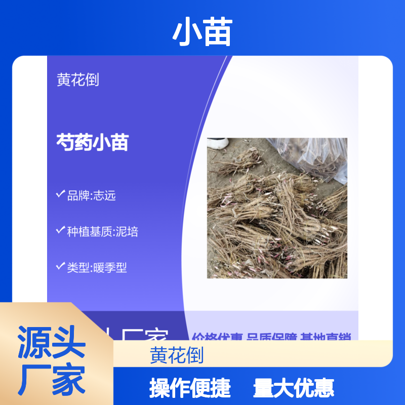 黄花倒芍药小苗 园林绿化优选 专业栽培 生长期长