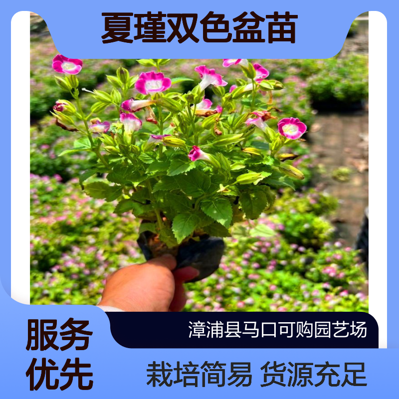 可购夏瑾双色盆苗 漳 州基地货源足 观花佳易栽培 露地常绿1.2年苗