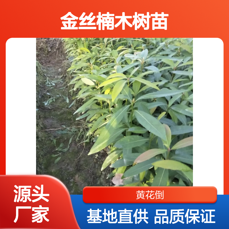 珍稀金丝楠木树苗 基地直供批发 冬暖夏凉 纹理丰富