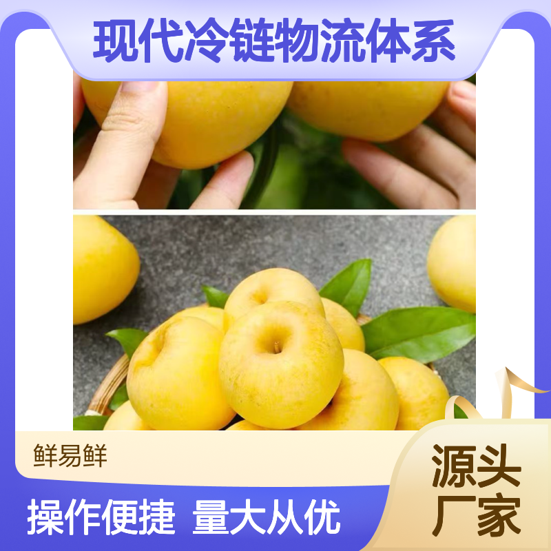 维纳斯黄金苹果冷链 冷藏配送 高效现代冷链物流服务