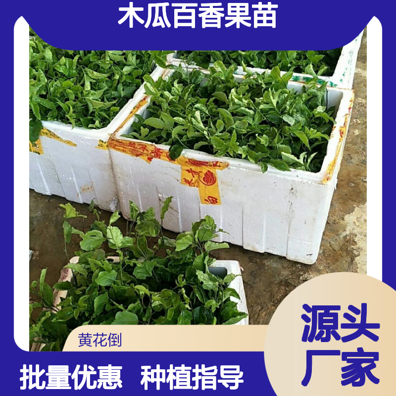 木瓜百香果苗 批发种植主产区优选 抗病性强 自花授粉
