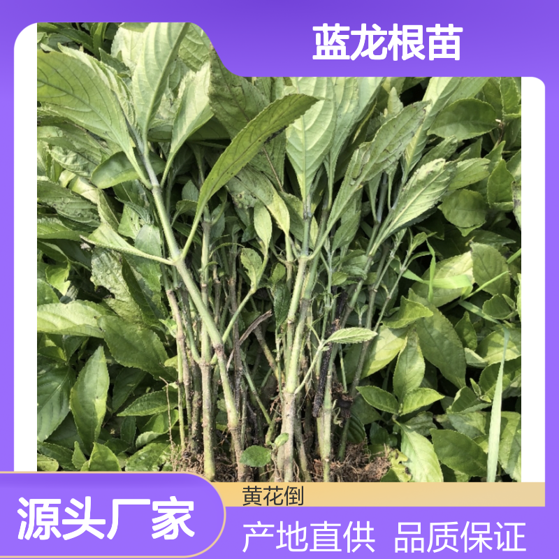 蓝龙根苗 批发优选 耐寒易养 生长迅速 适应性强