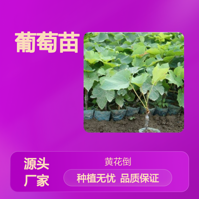 葡萄苗批发 绿枝压条技术 高产稳产 通风透光 易于管理