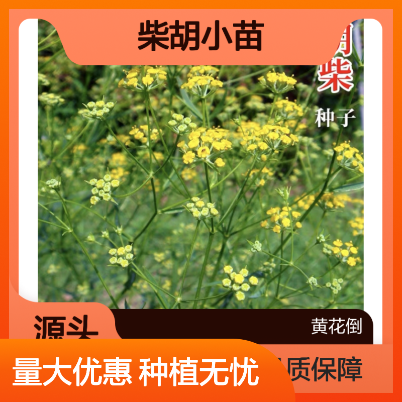精选柴胡小苗 药材种植优选 专业种植园出品 生长迅速