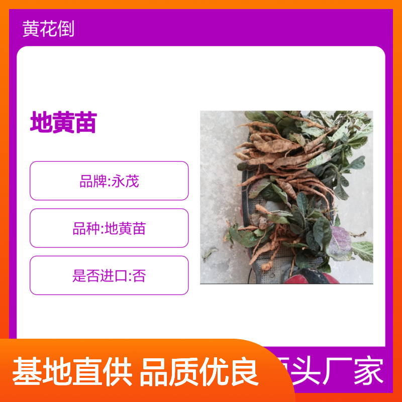 生地黄苗 基地直供 根茎繁殖 适应性强 品质优良