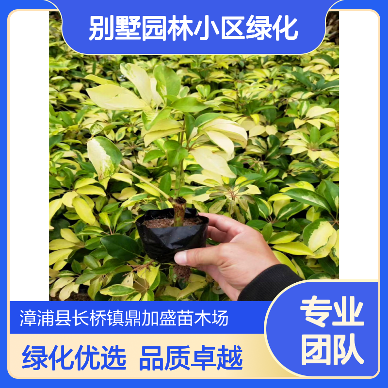 澳洲鸭脚木袋苗杯苗 35cm高龙枝型 灌丛地被 别墅园林小区绿化优选