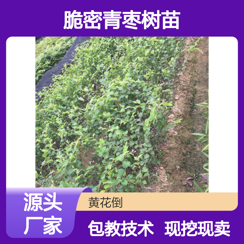 现挖现卖脆密青枣树苗 基地直发包教种植管理技术品质纯正可票
