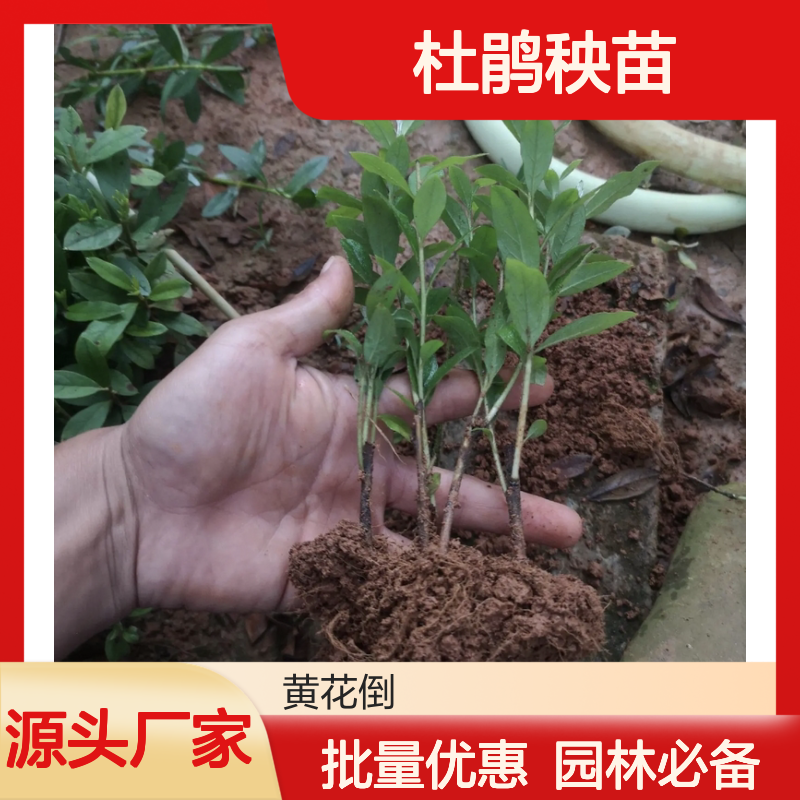 毛杜鹃秧苗 批发种植 园林植物布置 枝繁叶茂 花冠艳丽