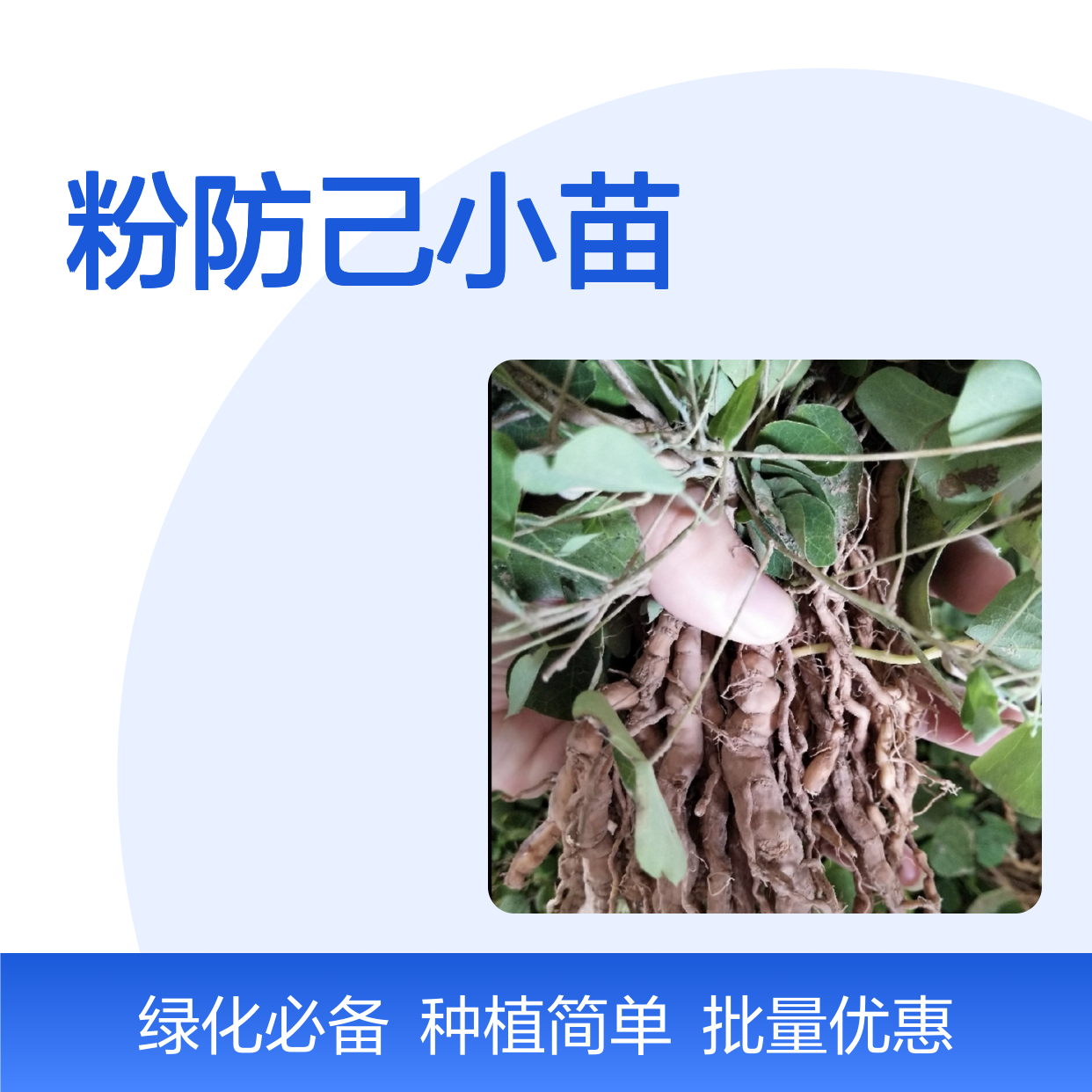 粉防己小苗 园林植物常绿灌木 生长迅速 适应性强