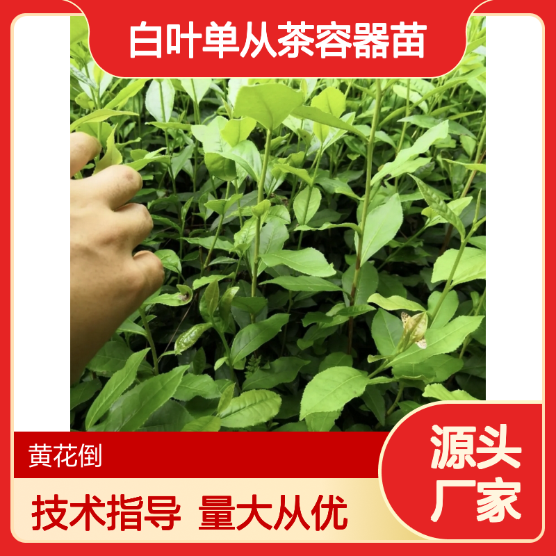白叶单从茶容器苗 基地直供种植技术 培育精良