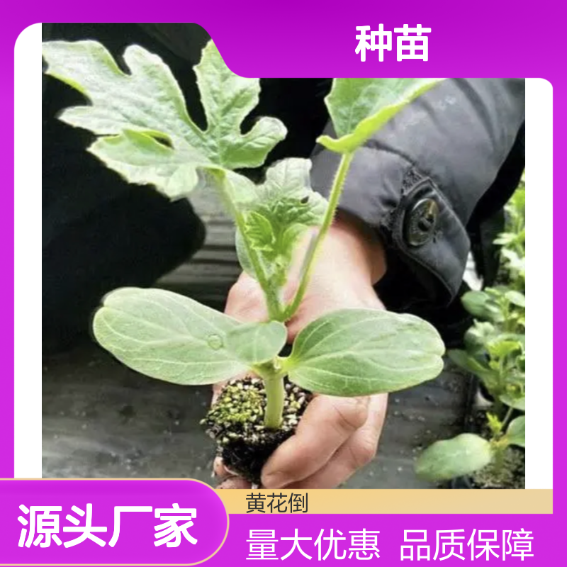 华蜜冠龙种苗批发 西瓜种植优选品种 果形美观