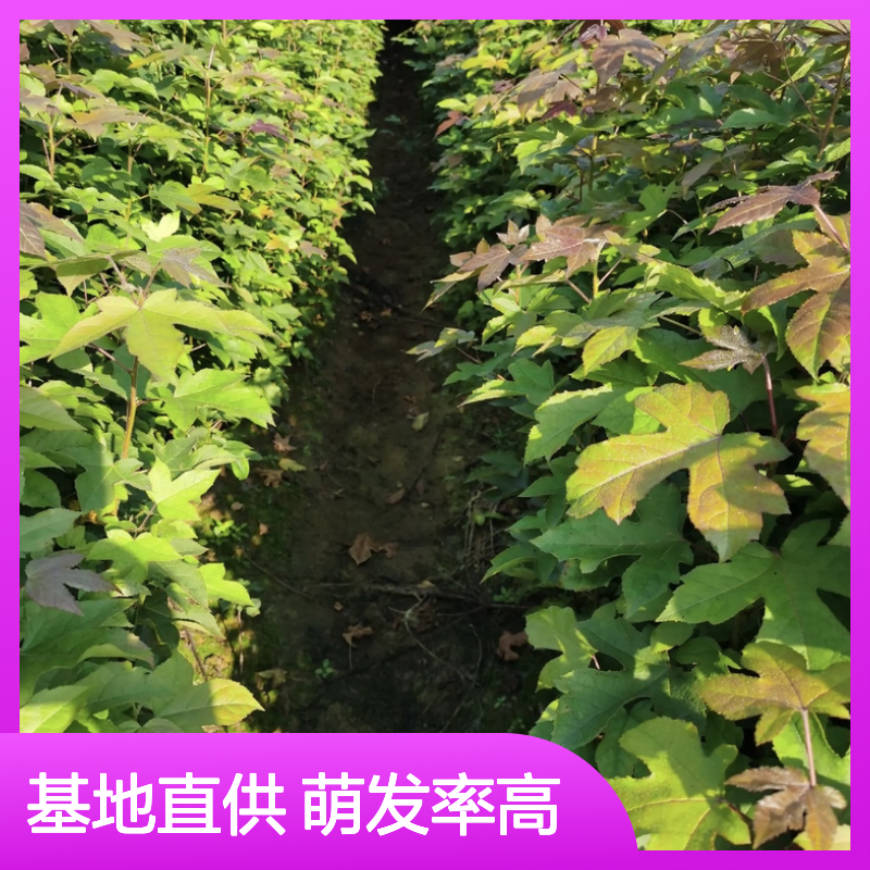 当年新采北美枫香种子 造林优选 技术指导 萌发率高
