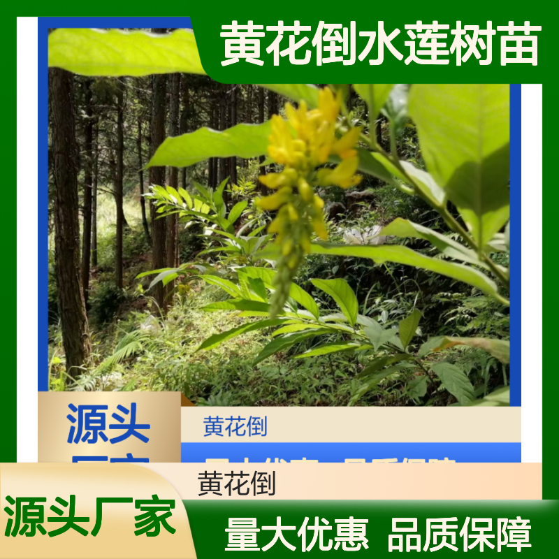 黄花倒水莲树苗 山坡疏林特有物种 生长旺盛 管理简单