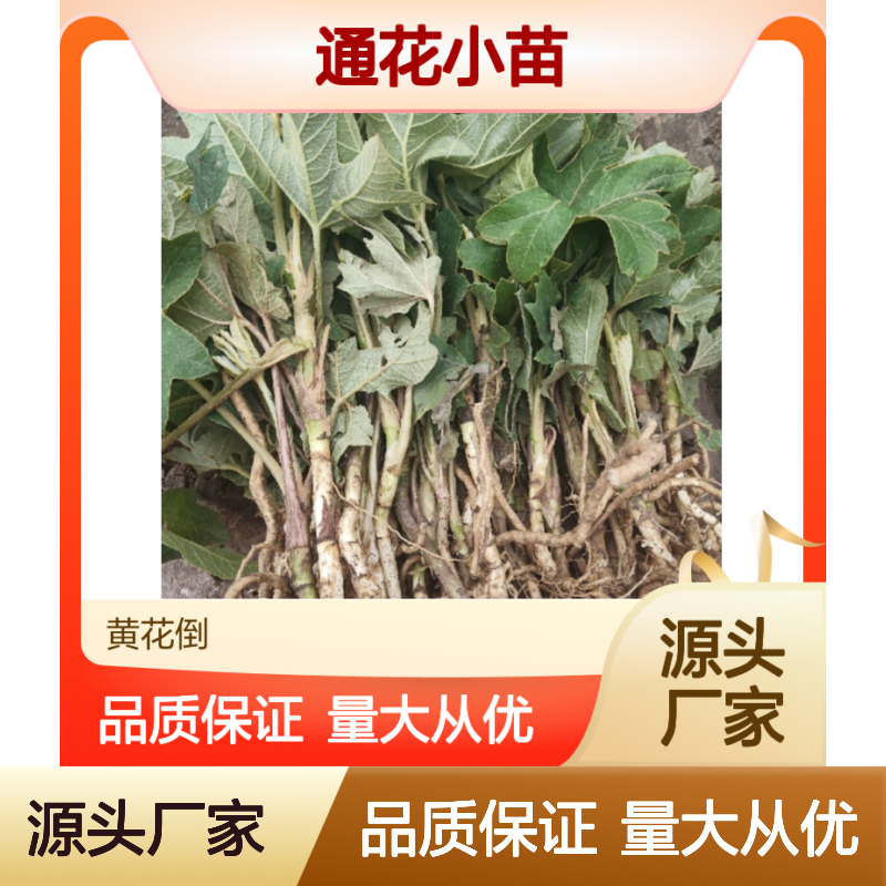 通花小苗基地直供 优质常绿灌木通花 耐寒性强