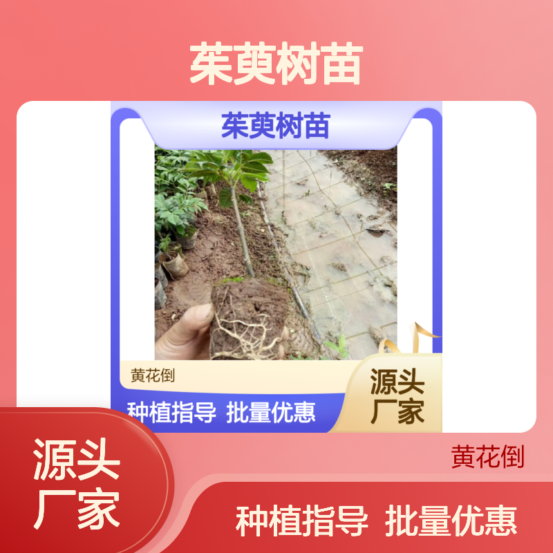 批发茱萸树苗 分蘖繁殖绿化优选 适应性强 管理简便