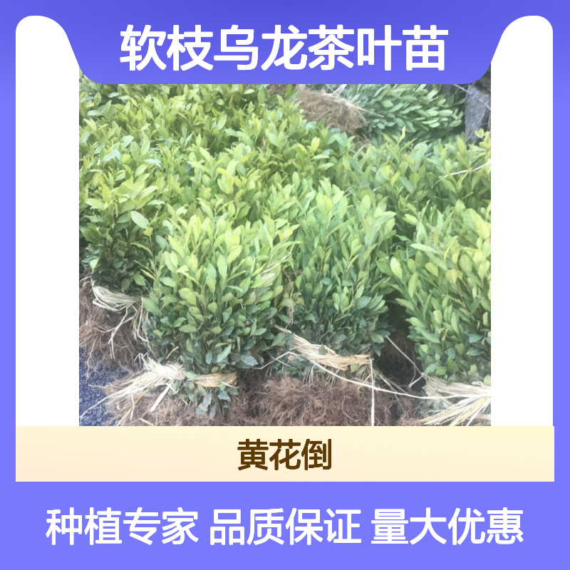 软枝乌龙茶叶苗 百年种植区直供 品质保证 批量优惠