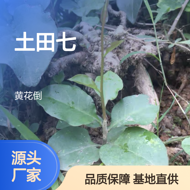 优质土田七批发 食用种植两用田七 新鲜采摘 管理精细